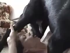 In a clip from the Bestiality movie, a gorgeous, once-shy hoe is drilled by a K9 while in the dog stance.